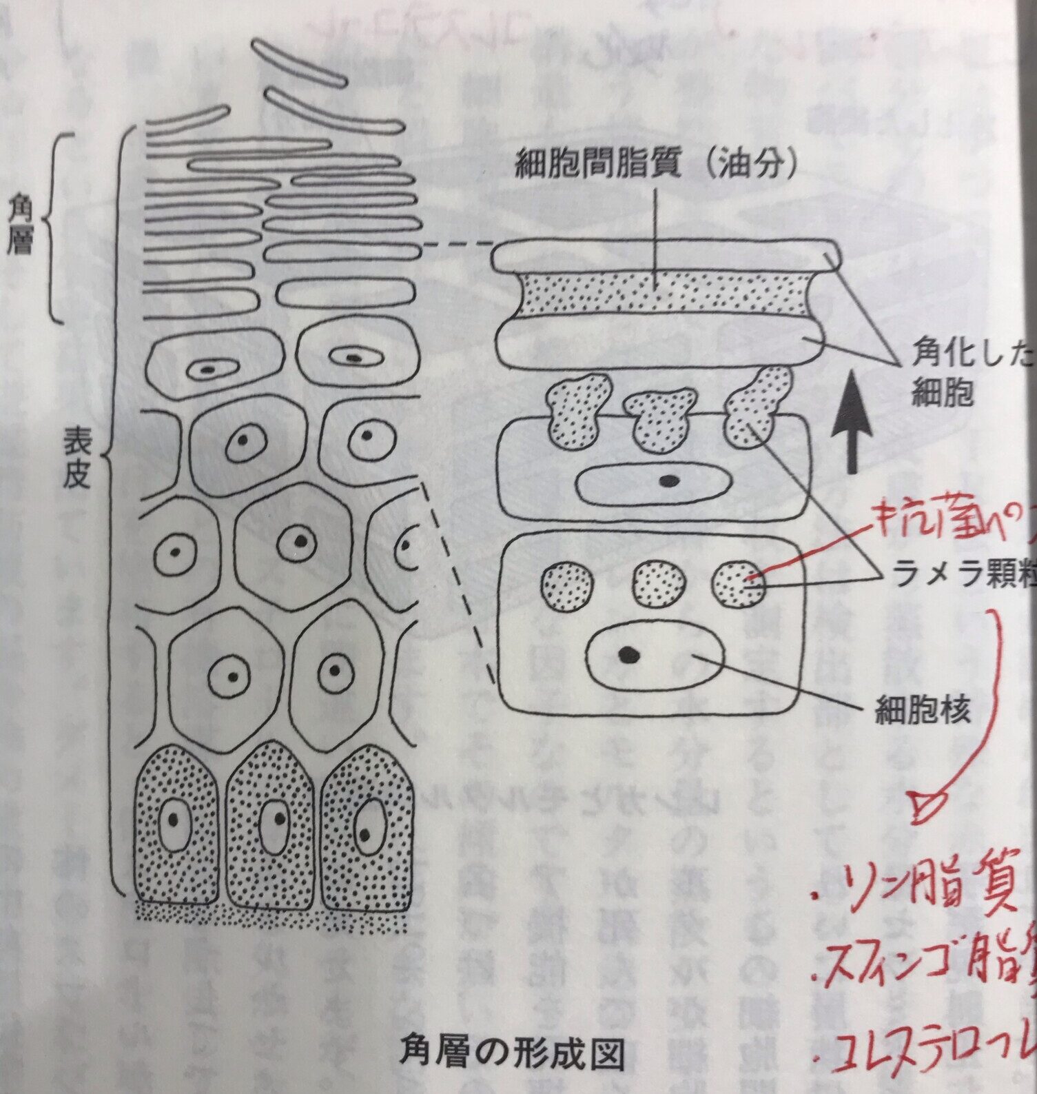 なぜジアミンアレルギーが起きてしまうのか 髪の診療所 アレルギー対策美容院 Sakasitaweed